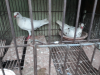White Denish running pair